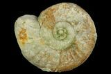 Ammonite (Orthosphinctes) Fossil - Germany #125863-1